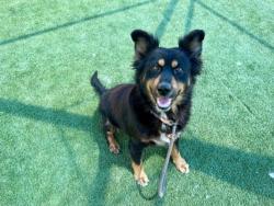 Shelter Stray Female Dog last seen , 3201 Lacy St, Los Angeles, CA 90031, USA