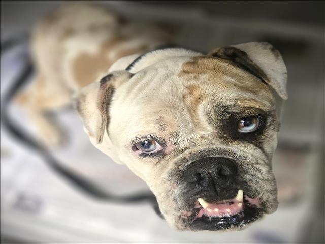 Shelter Stray Female Dog last seen , 3201 Lacy St, Los Angeles, CA 90031, USA