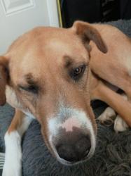 Lost Female Dog last seen mansel, San Francisco, CA 94134