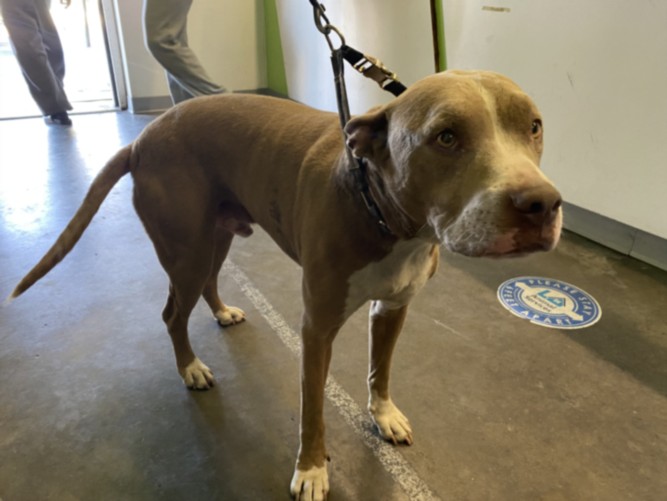 Shelter Stray Male Dog last seen , 1850 W 60th St, Los Angeles, CA 90047, USA