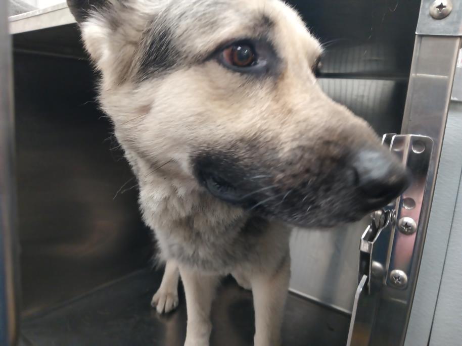 Shelter Stray Male Dog last seen , 1850 W 60th St, Los Angeles, CA 90047, USA