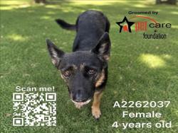 Shelter Stray Female Dog last seen , 1850 W 60th St, Los Angeles, CA 90047, USA