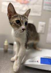 Shelter Stray Female Cat last seen PALM / MENLO, San Jacinto, CA 92582, USA