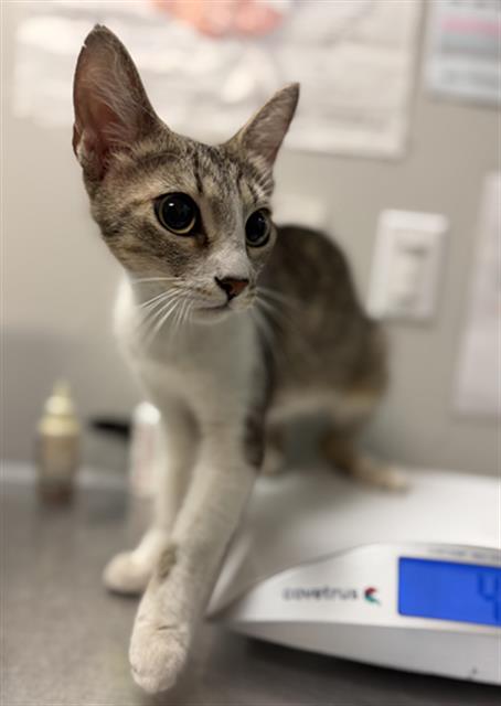 Shelter Stray Female Cat last seen PALM / MENLO, San Jacinto, CA 92582, USA