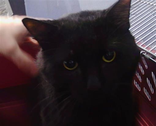 Shelter Stray Male Cat last seen CHARLOTTE, 8315 Byrum Dr, Charlotte, NC 28217, USA