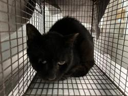 Shelter Stray Male Cat last seen WOODLYN DR, LEESBURG, 12280 County Rd 448, Tavares, FL 32778, USA