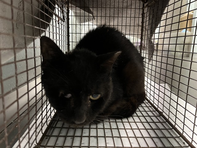Shelter Stray Male Cat last seen WOODLYN DR, LEESBURG, 12280 County Rd 448, Tavares, FL 32778, USA