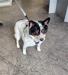 Shelter Stray Female Dog last seen , 11361 W Pico Blvd, Los Angeles, CA 90064, USA