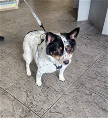 Shelter Stray Female Dog last seen , 11361 W Pico Blvd, Los Angeles, CA 90064, USA