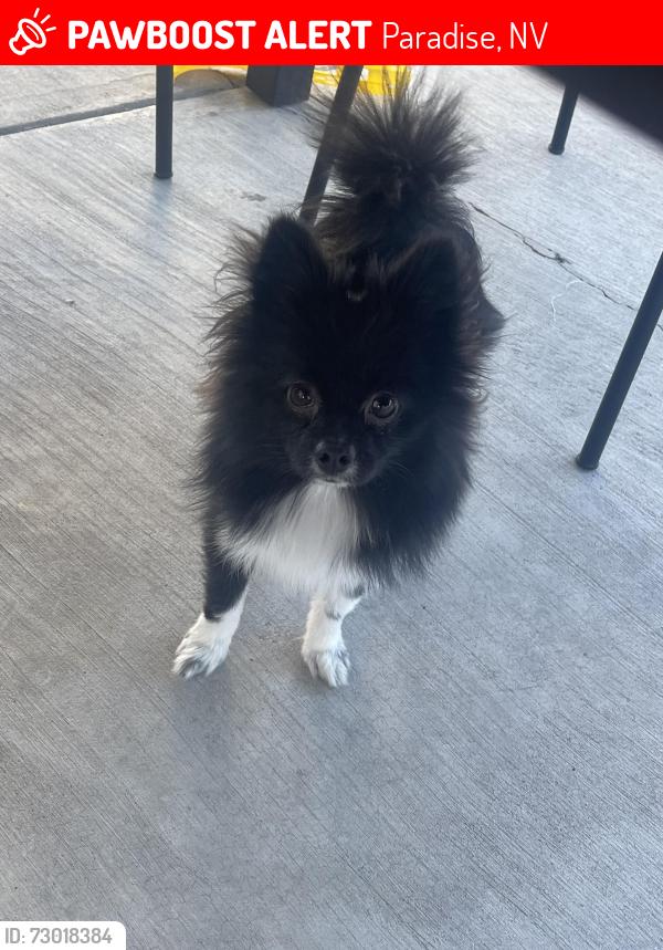 Lost Female Dog last seen Powell Ave and Mountain Vista , Paradise, NV 89121