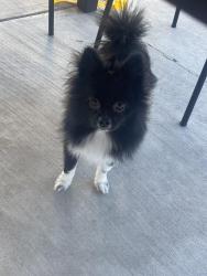 Lost Female Dog last seen Powell Ave and Mountain Vista , Paradise, NV 89121