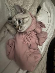 Lost Male Cat last seen Foy Ln , Escondido, CA 92025