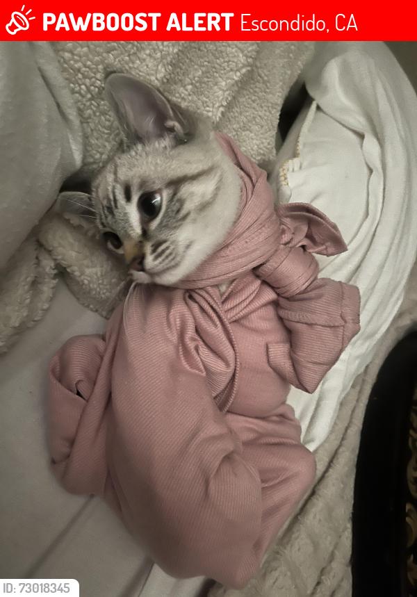 Lost Male Cat last seen Foy Ln , Escondido, CA 92025