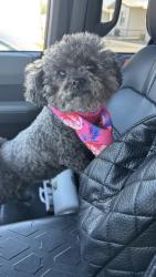 Found/Stray Female Dog last seen Umbarger and Monterey, San Jose, CA 95112
