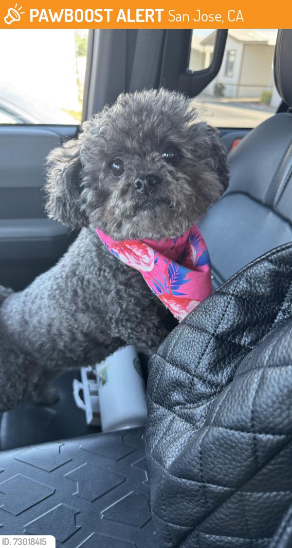 Found/Stray Female Dog last seen Umbarger and Monterey, San Jose, CA 95112