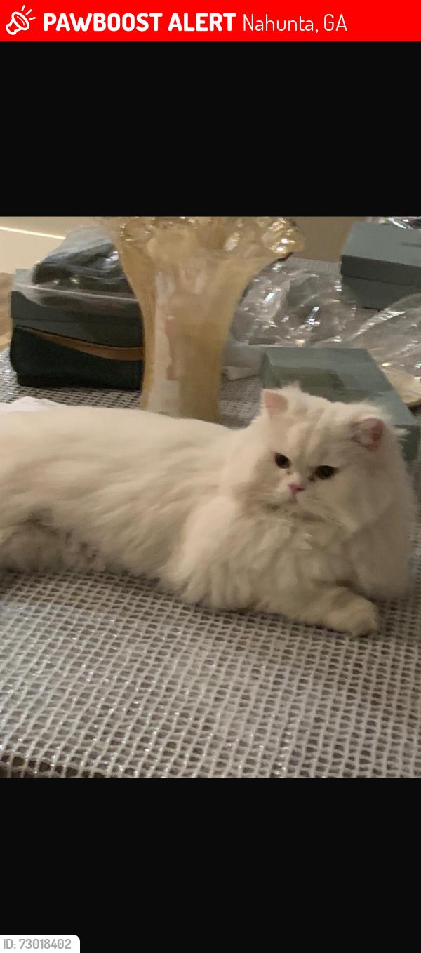 Lost Male Cat last seen Near US 82 west Nahunta ga 31553, Nahunta, GA 31553