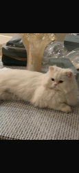 Lost Male Cat last seen Near US 82 west Nahunta ga 31553, Nahunta, GA 31553