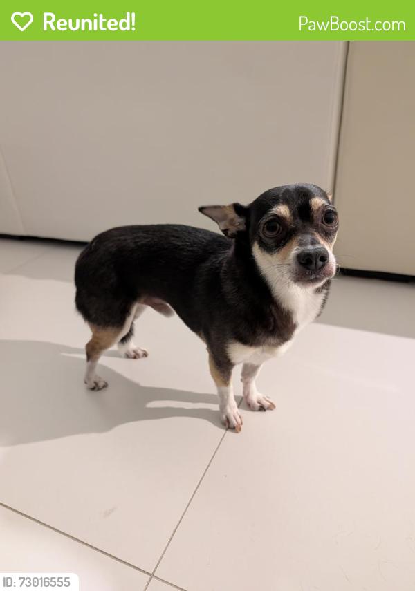 Reunited Male Dog last seen Platinum Pádel Club, North Miami, FL 33161