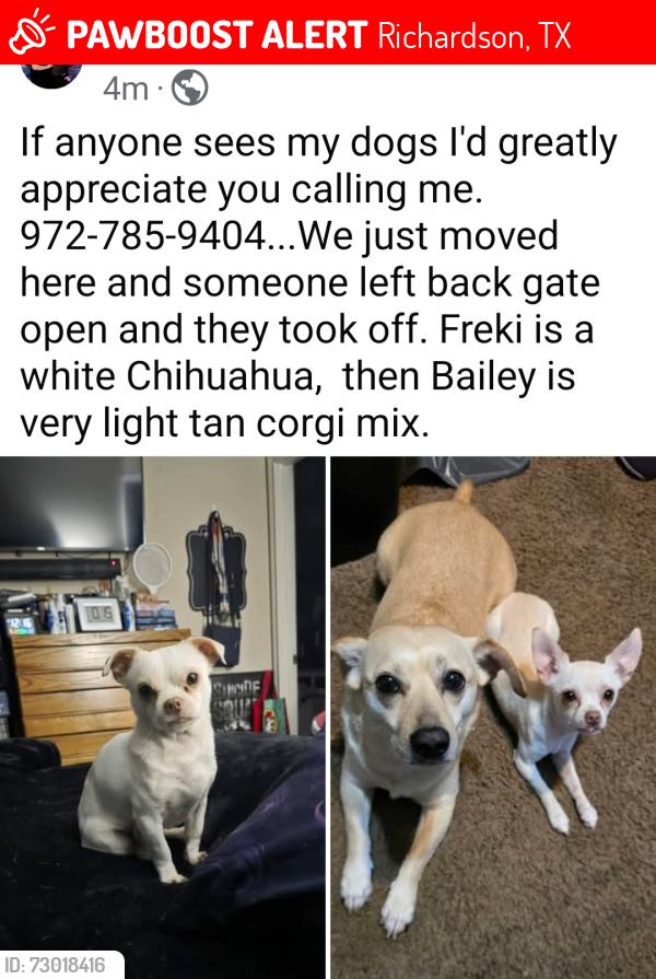Lost Female Dog last seen Near Purdue circle, Richardson, TX 75081