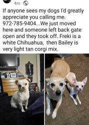 Lost Female Dog last seen Near Purdue circle, Richardson, TX 75081