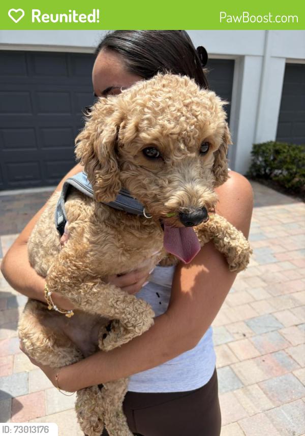 Reunited Male Dog last seen SW 45th St. and SW 27th Ave., Ft. Lauderdale (Dania Beach) Just north of Griffin, Fort Lauderdale, FL 33312