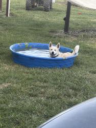 Lost Male Dog last seen Near w 250 n west Lafayette, West Lafayette, IN 47906