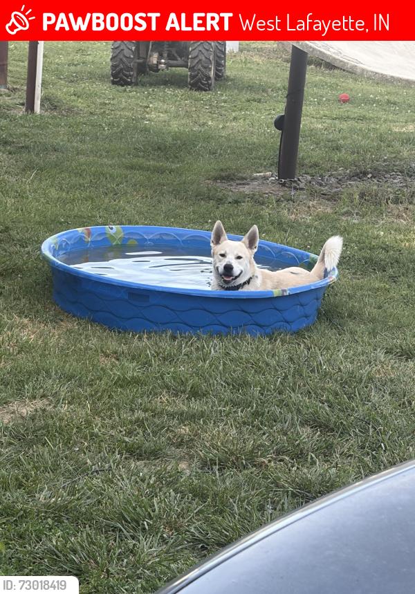 Lost Male Dog last seen Near w 250 n west Lafayette, West Lafayette, IN 47906