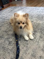 Found/Stray Male Dog last seen Bangs Road, Modesto, CA 95350