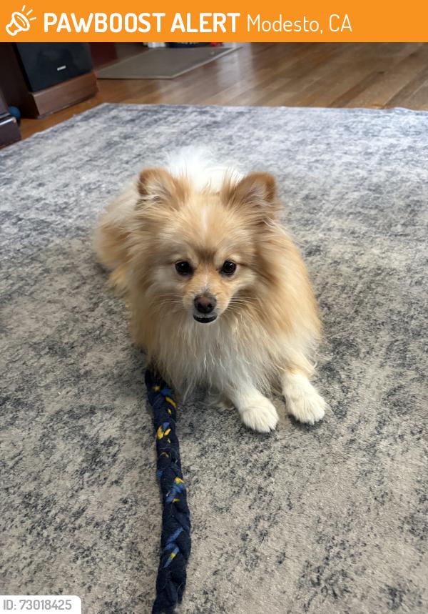 Found/Stray Male Dog last seen Bangs Road, Modesto, CA 95350