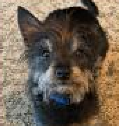Found/Stray Male Dog last seen Del Passo &Truxel, Sacramento, CA 95835