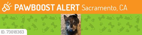 Found/Stray Male Dog last seen Del Passo &Truxel, Sacramento, CA 95835