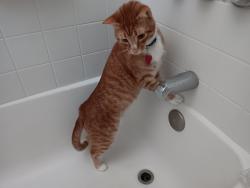 Lost Male Cat last seen Between Klute and 10th Streets, Santa Rosa, CA 95401
