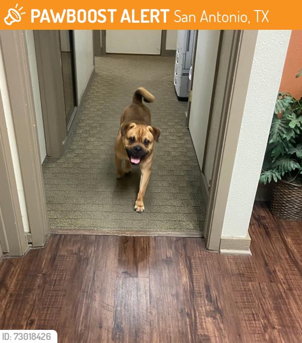 Found/Stray Male Dog last seen Near Horizon Hill Blvd, San Antonio, TX 78229