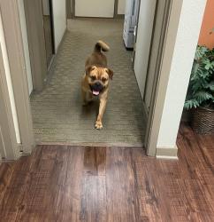 Found/Stray Male Dog last seen Near Horizon Hill Blvd, San Antonio, TX 78229
