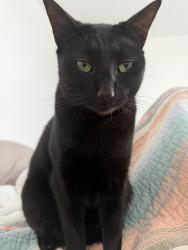 Lost Male Cat last seen Spring Ridge ests , Eustis, FL 32736