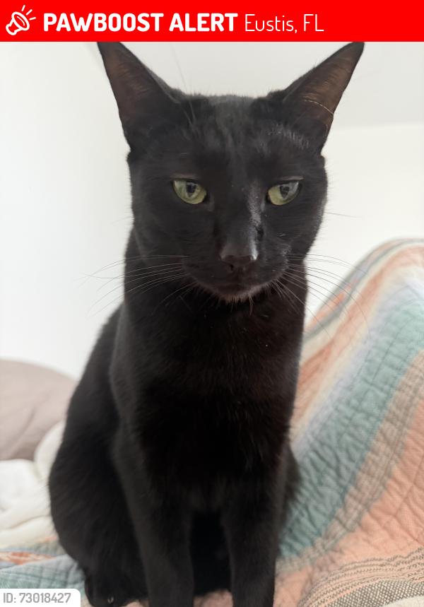 Lost Male Cat last seen Spring Ridge ests , Eustis, FL 32736