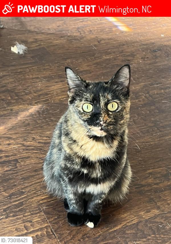 Lost Female Cat last seen Shannon Dr and Myrtle Grove Rd, Wilmington, NC 28409