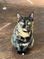 Lost Female Cat last seen Shannon Dr and Myrtle Grove Rd, Wilmington, NC 28409