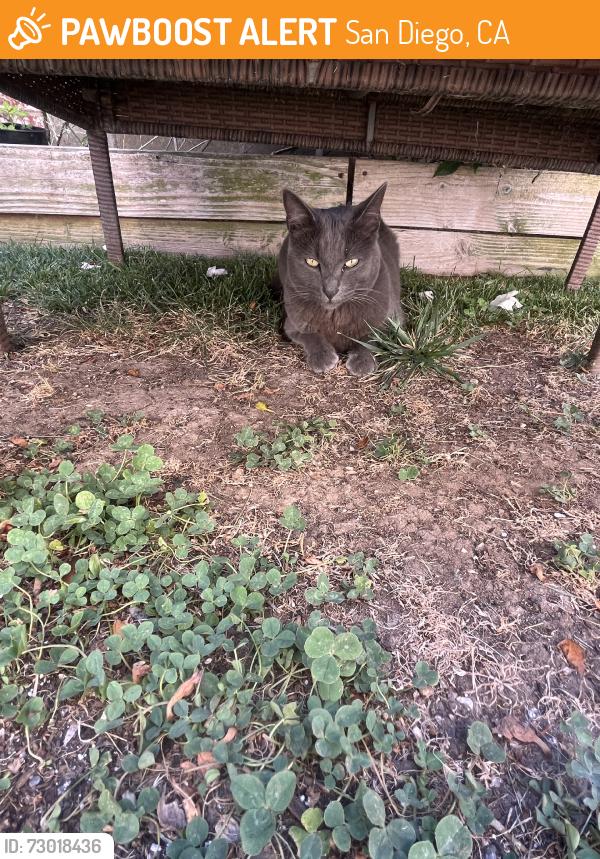 Found/Stray Male Cat last seen Polk & Hamilton - this cat is regularly coming to my hse, San Diego, CA 92104