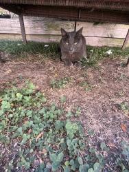 Found/Stray Male Cat last seen Polk & Hamilton - this cat is regularly coming to my hse, San Diego, CA 92104