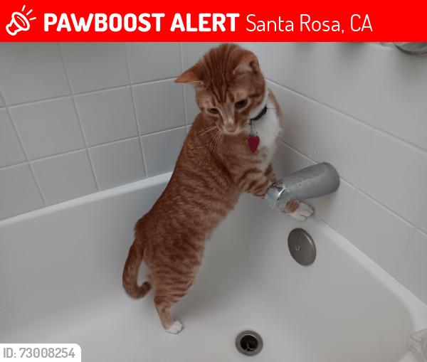 Lost Male Cat last seen Between Klute and 10th Streets, Santa Rosa, CA 95401