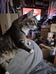 Reunited Female Cat last seen Willow Park/Pine Park Streets, Richland Hills, TX 76118