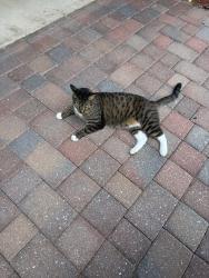 Found/Stray Unknown Cat last seen Treasure cove circle, Naples, FL 34114