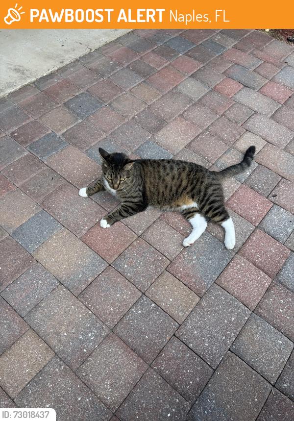 Found/Stray Unknown Cat last seen Treasure cove circle, Naples, FL 34114
