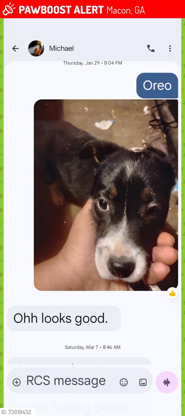 Lost Female Dog last seen Walnut st, Macon, GA 31201