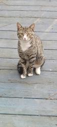 Found/Stray Unknown Cat last seen East Piedmont Road, Marietta, GA 30066