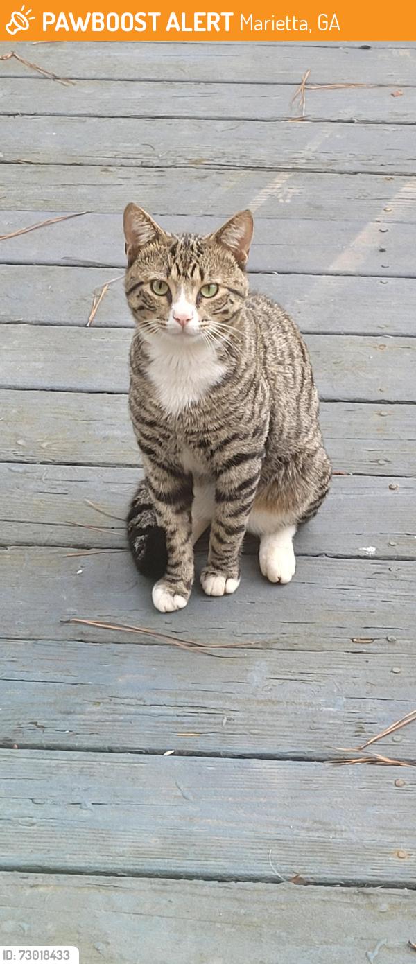 Found/Stray Unknown Cat last seen East Piedmont Road, Marietta, GA 30066