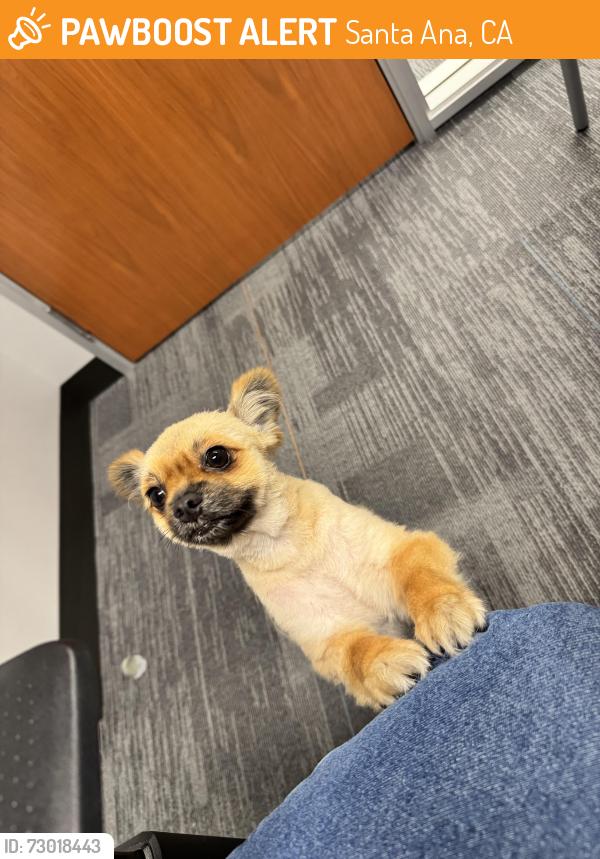 Found/Stray Male Dog last seen Samueli Academy, Santa Ana, CA 92706