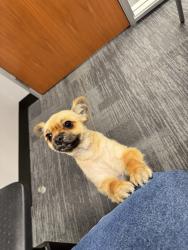 Found/Stray Male Dog last seen Samueli Academy, Santa Ana, CA 92706