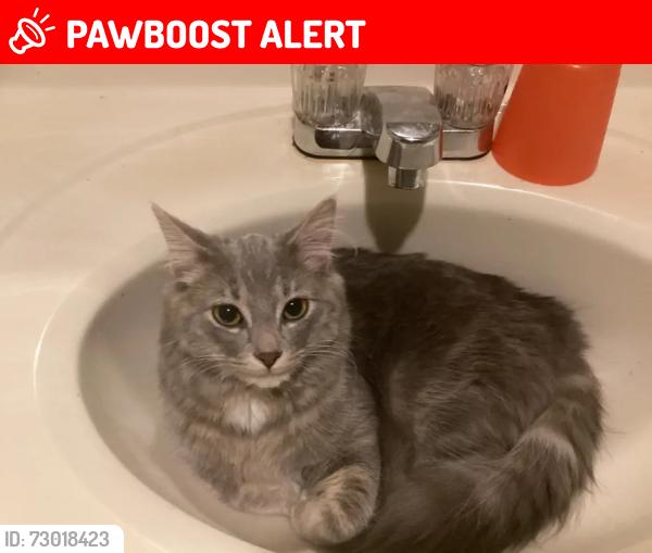 Lost Female Cat last seen Near 14th st NW, North Walking & Biking Path near 145 14th st, and the bear bench park, Portage la Prairie, MB R1N 2V5